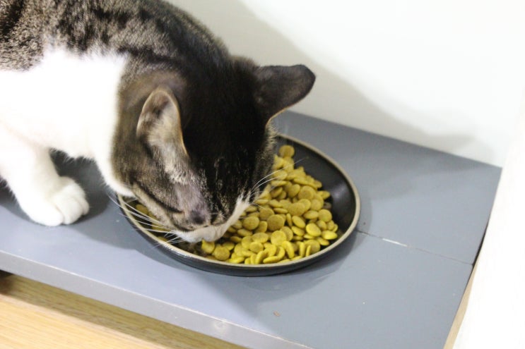 고양이사료 하림펫푸드 코숏사료 밥이보약 후기