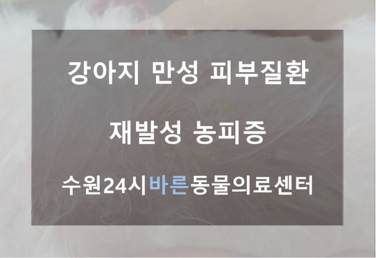  강아지 재발성 만성피부질환(세균성농피증) / 수원의왕동물병원, 수원24시바른동물의료센터