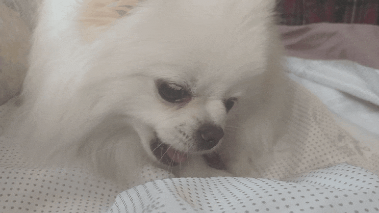  말고기간식 먹방