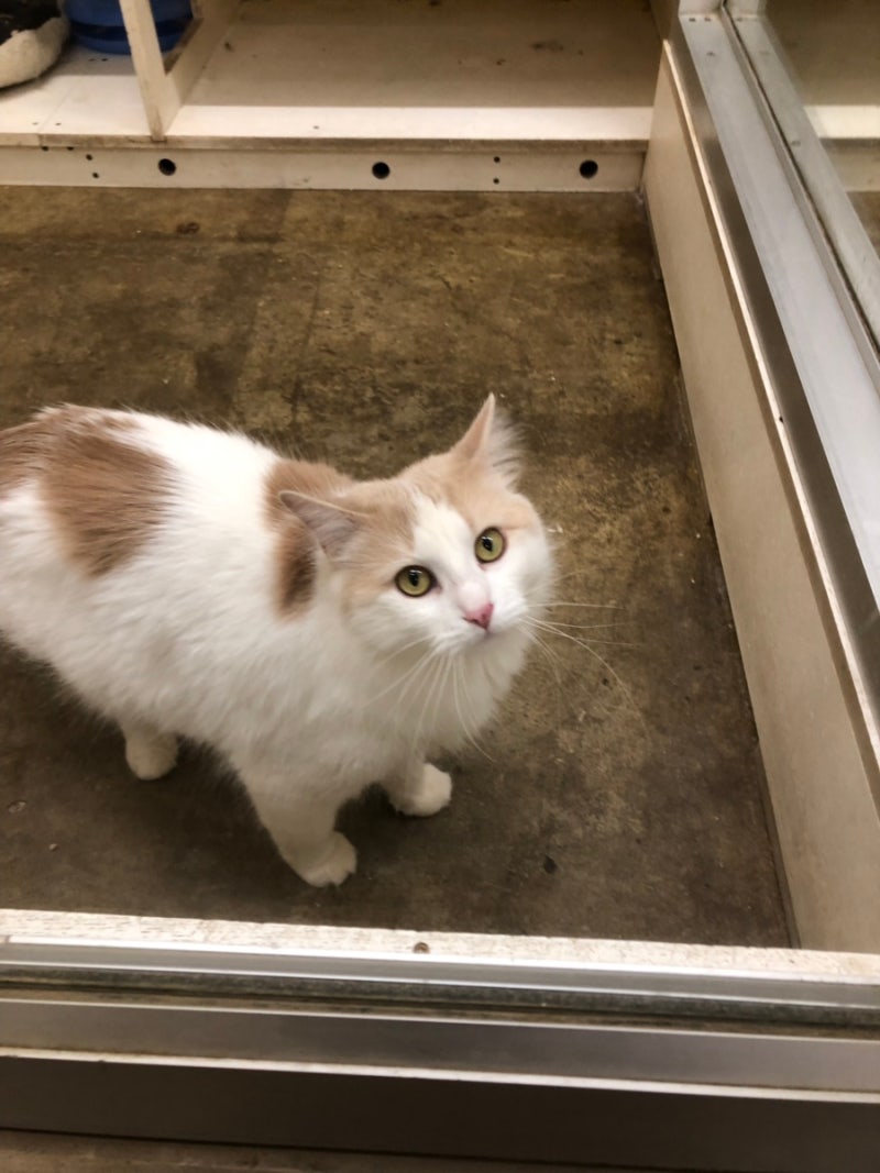 비니 베이비는 무슨 종류의 강아지야?? 🧐🧐 : r/Chihuahua, image size:800x1067