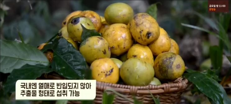  건강한 몸매관리 와일드망고의 효능....효과....뭐 이런게 다있어???