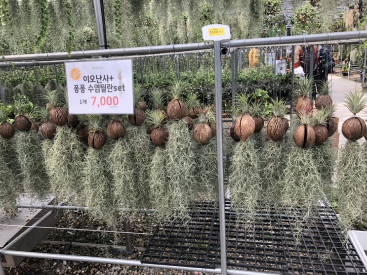 조인폴리아 파주 식물농장 :: 수염 틸란드시아로 센스있는 식물 인테리어
