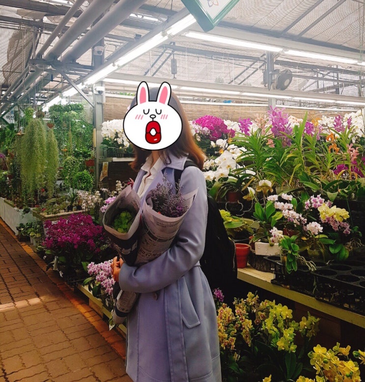 양재 꽃시장 가서 힐링하고 오세요 (영업시간, 꽃가격 및 종류) 양재 꽃시장 가서 힐링하고 오세요 (영업시간, 꽃가격 및 종류)
