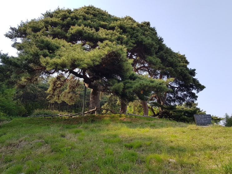  [대간]4,5 구간. 복성이재~사치재~유치삼거리~통안재~고남산~여원재~수정봉~노치마을