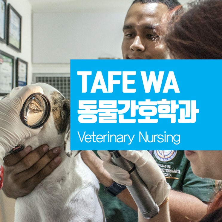  호주 TAFE WA 동물간호학과, 수의간호학과 입학 조건 및 학비