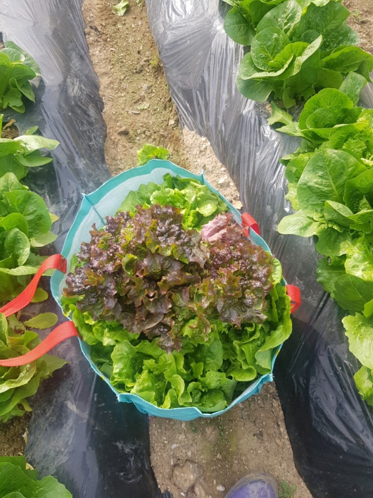  로메인.생채첫수확.고추,가지,오이,깻잎모종심기. 생강준비