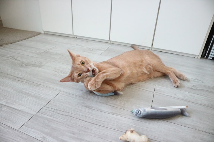 [고양이 캣닢 장난감] 별비네 생선 가게에 어서 오시라냥! 미오미아 고양이 캣닢쿠션 매운탕생선세트, 황금잉어 (폴리파크)