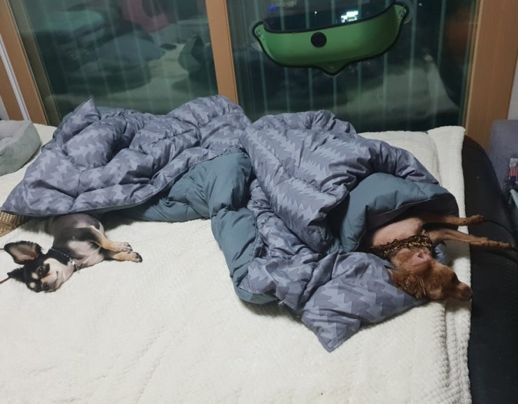  잘자요~
