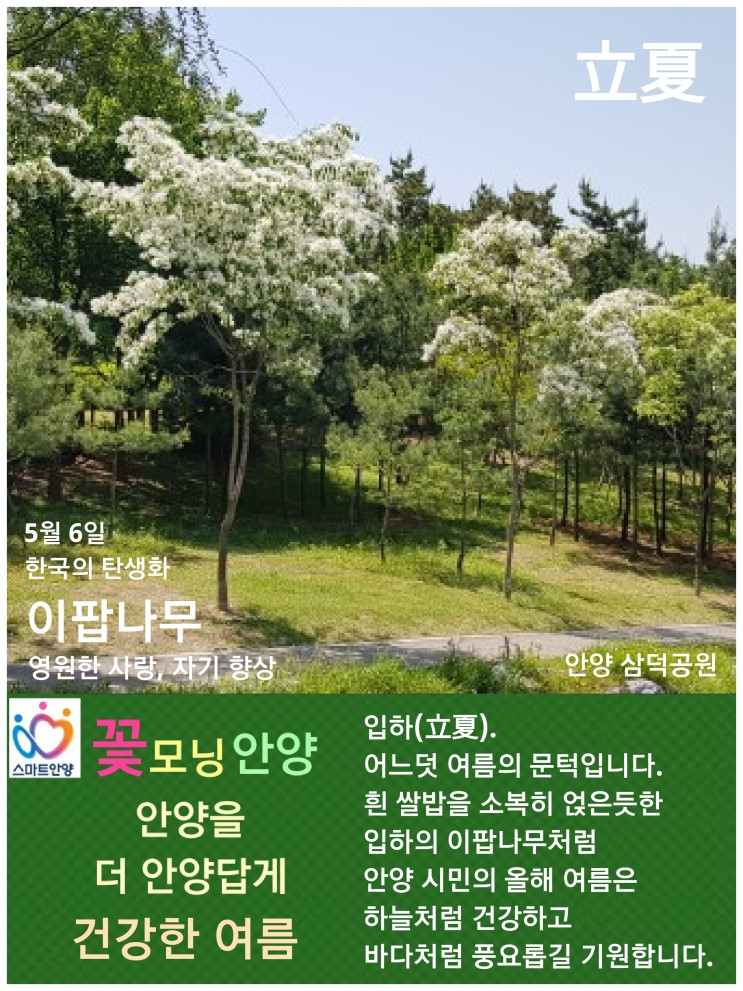 5월 6일. 한국의 탄생화와 부부 사랑 / 이팝나무