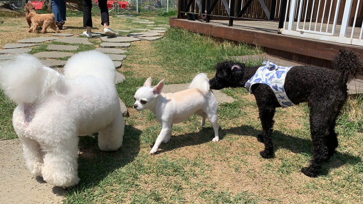  강아지 동반 강화도 여행코스