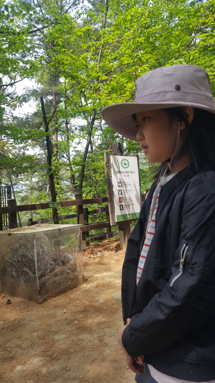  5월 첫주..2박3일여행 ..전주구례여수편..화엄사산나물밥상+반달곰생태학습장+무우루카페+사성암+선암사+여수 41번포차