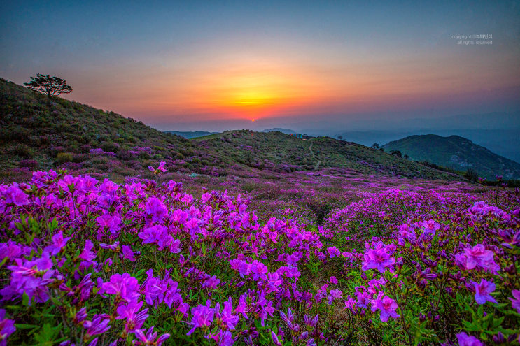  황매산 철쭉