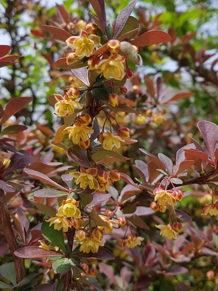  낮은 자세로 봐야만 보이는 황금꽃송이  자엽일본매자나무(Purple Japanese Barberry)