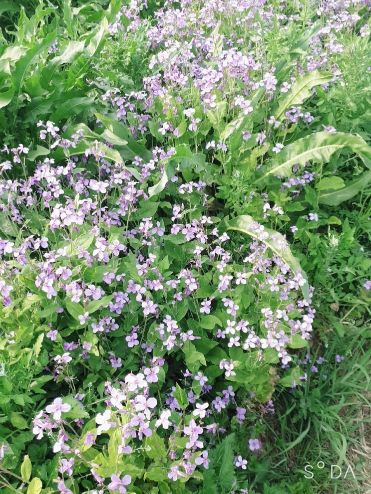  강화도 여행: 서해안횟집 트라몬토 강화고인돌광장 청유채꽃밭 강화까까 우리옥 조양방직