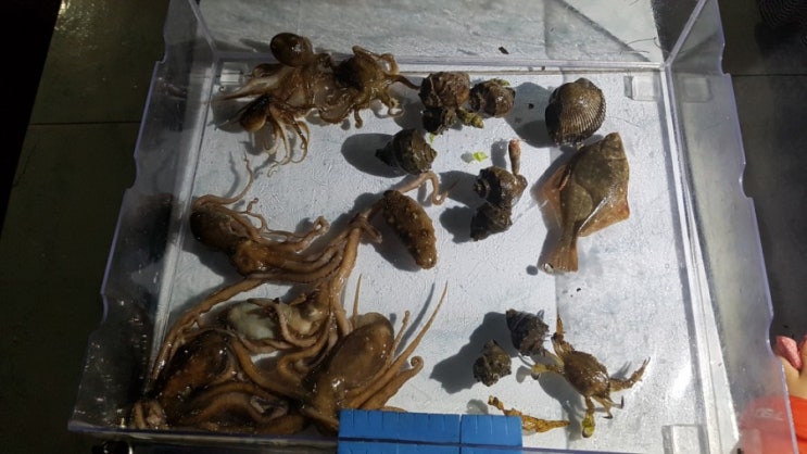  안면도 펜션 로망스 해루질하고 왔어요. 이제 낙지랑 소라는 직접 잡아보아요