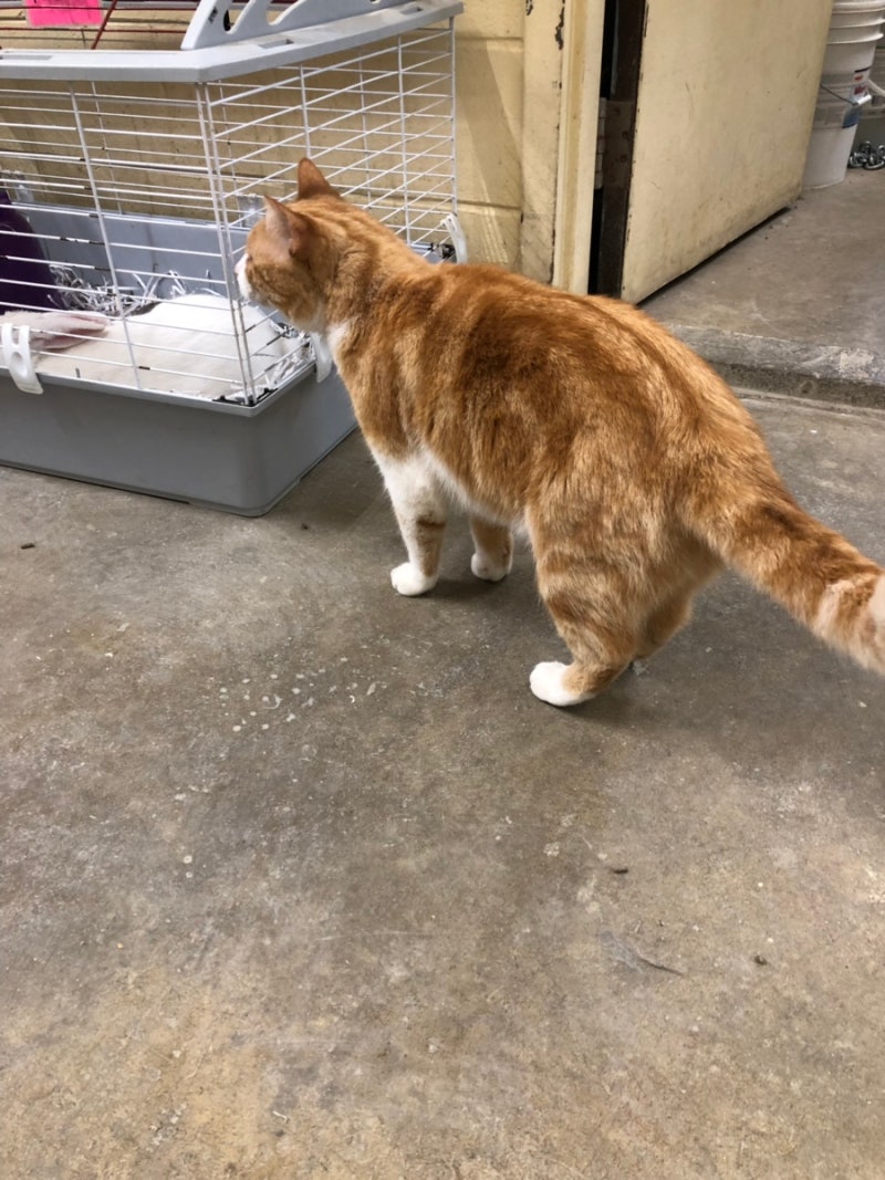 힘찬동물메디컬센터 (@himchan_amc) • Instagram photos and videos, image size:800x1067