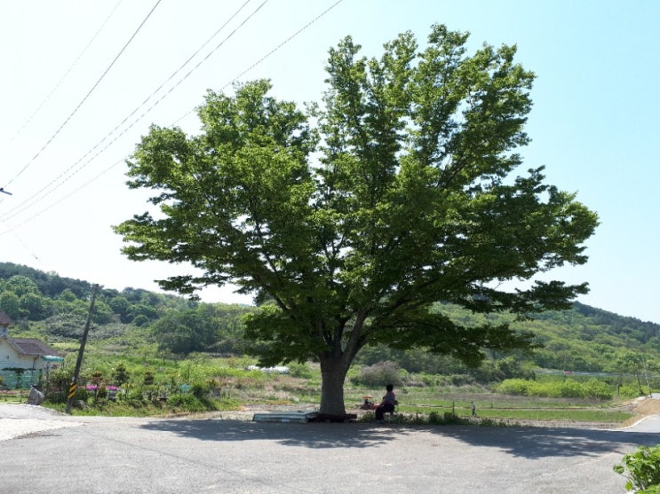  5월 첫 연휴 시골 풍경..