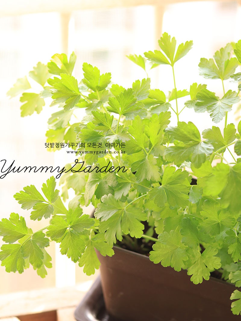 베란다허브정원가꾸기 :: 파슬리키우는법 : 네이버 블로그, image size:800x1066