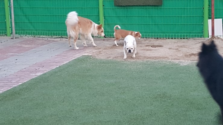  뽀동이.