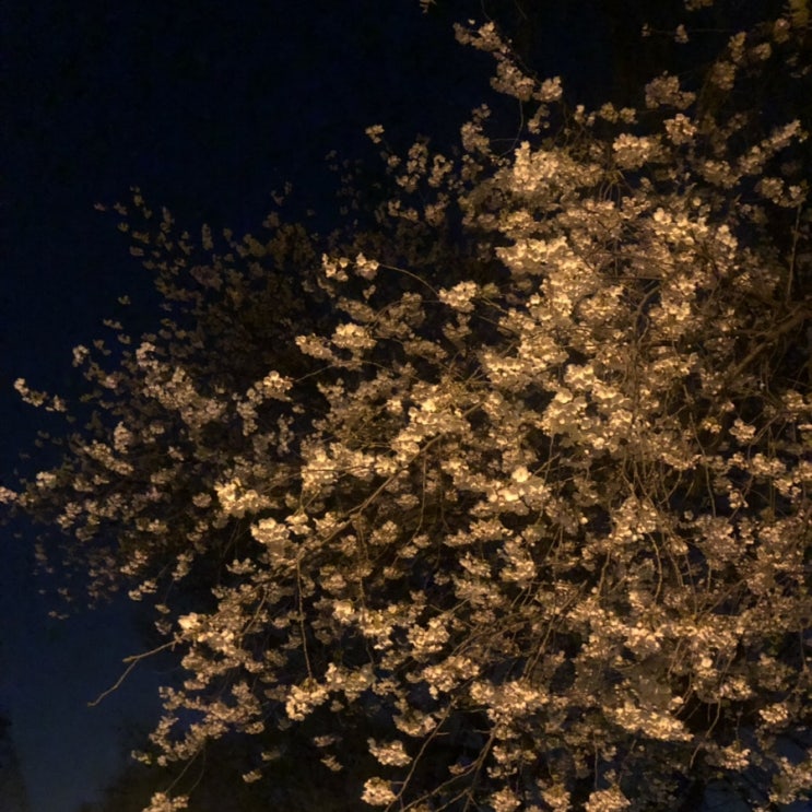  2019. 04 벚꽃과 중간고사