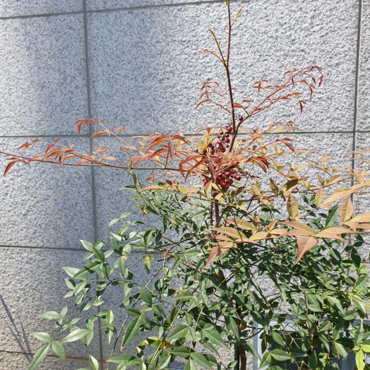  [까이거기자] 성공(成功)은 마음에서 오는 물리학(物理學)!