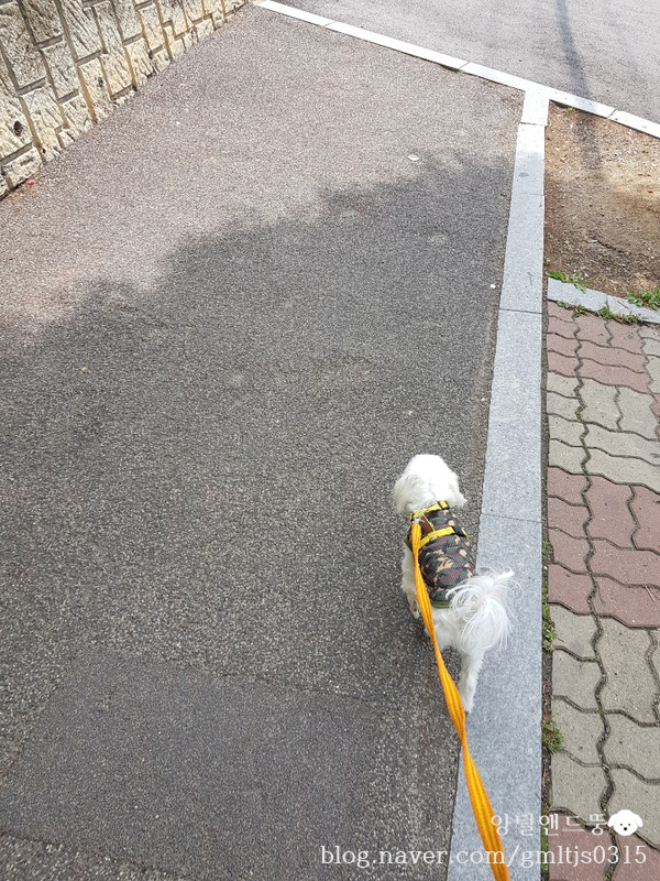  광주 광견병 예방접종 지원, 강아지 예방접종, 종합백신, 광견병 예방접종 후기!