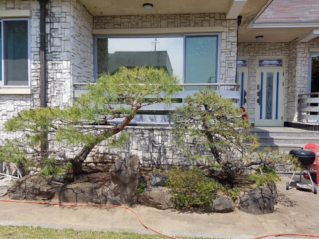  ｀개인주택 조경수 정지 및 전정작업。보림조경