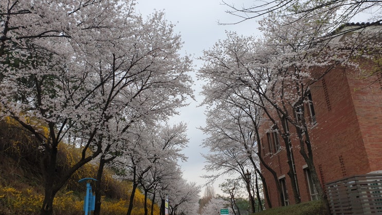  2019년 중개업 마케팅 전문 교육기관 케이마스터즈 천안 세미나 다녀왔어요. ( 진미령 미운사랑)