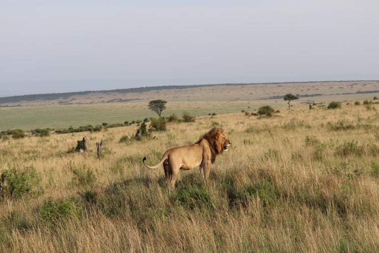 [아프리카 여행 #1] 케냐(나이로비) 마사이마라 투어/기린센터/코끼리고아원 간략 후기