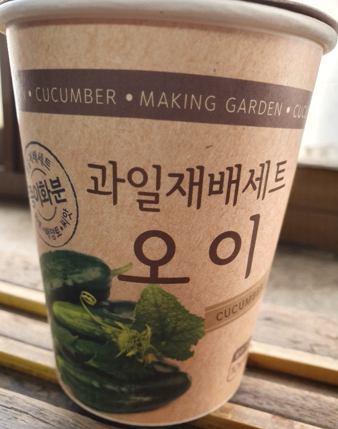  텃밭가꾸기-다이소 오이 키우기