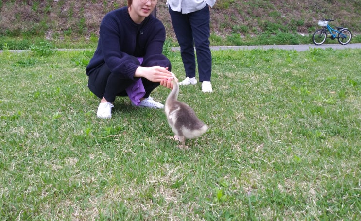  거위와 아가씨