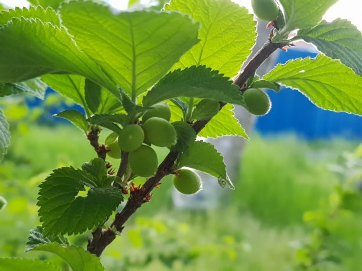  세종시 조치원 산책길