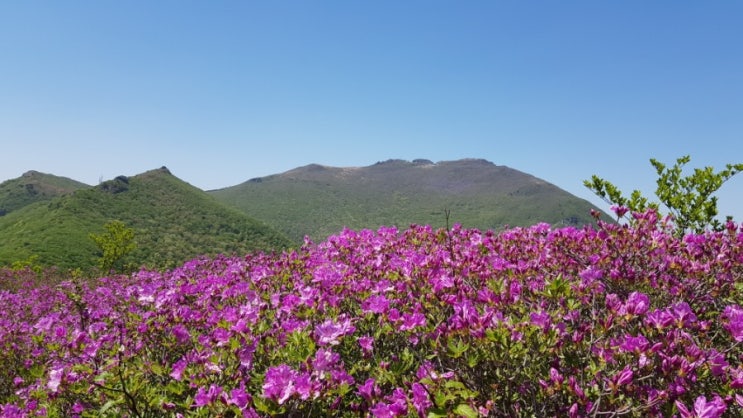  무등산, 안양산 백마능선의 철쭉