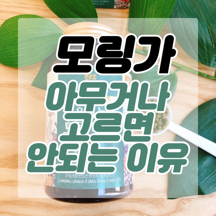  모링가 아무거나 고르면 돈낭비 시간낭비