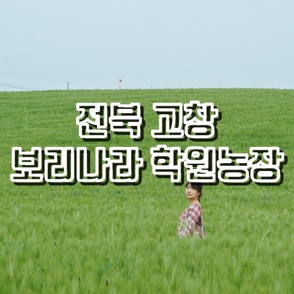  고창 여행 청보리밭이 아름다운 보리나라 학원농장