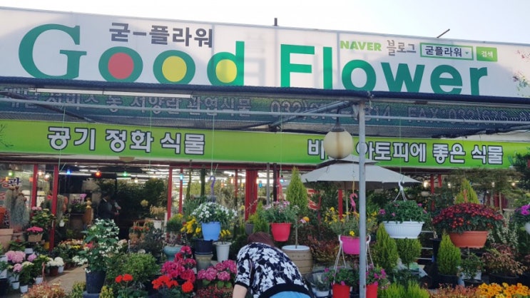  부천 화훼단지 굳플라워 다녀오다