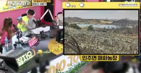  2019 쇼 오디오자키 출연! 아산 매실농장 정매원