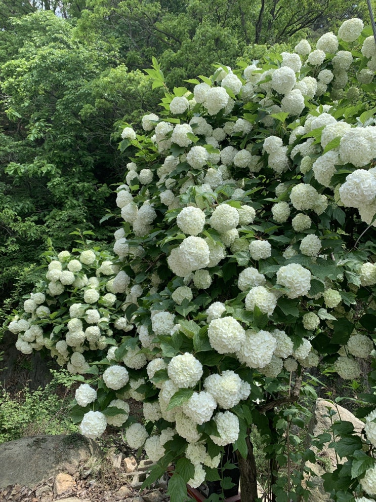  경주 남산 산꼭대기에 식당이 있다구요? 녹원정사로 갑니다..^^
