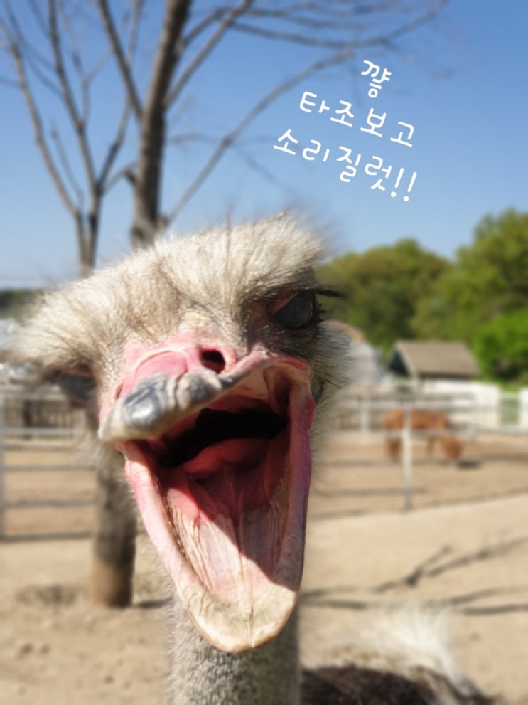  파주 우농타조농장을 가다//