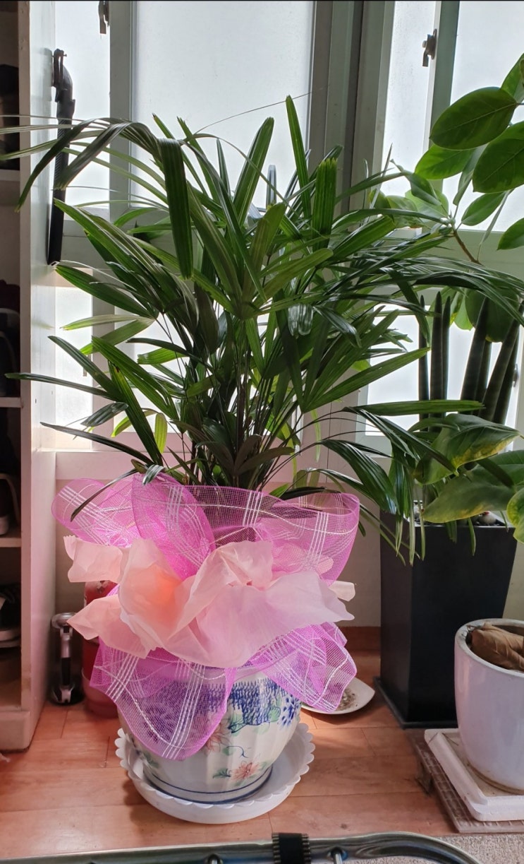  2019 어버이날, 올해는 관음죽!