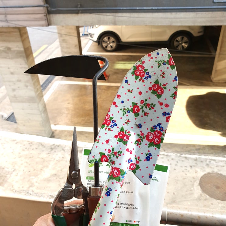  부추, 치커리 스티로폼 화분 텃밭 가꾸기(다이소 구매)