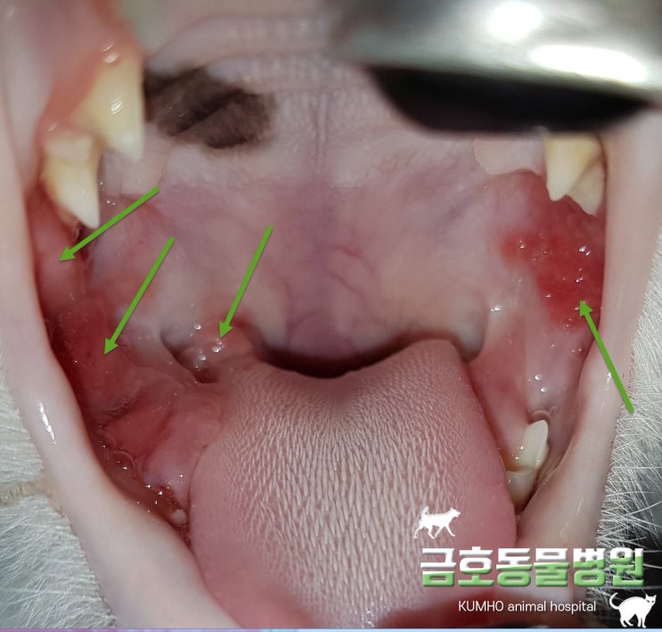  광주 고양이 치과 - 고양이 구내염 ( Feline Stomatitis)