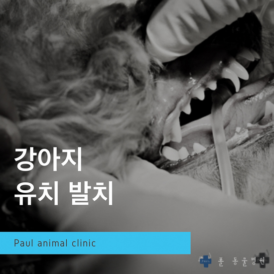  강아지 잔존 유치 발치, 치과치료 & 분당 24시 폴 동물병원(정자동, 성남, 판교)