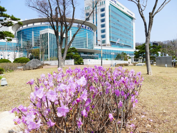  졸렬한 원주시청의 대외 업무