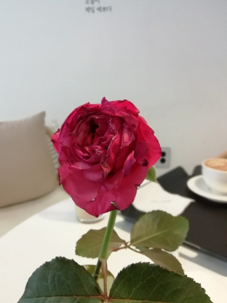  어버이날을 위한 추천 문구 두가지 캘리그라피로 써보기