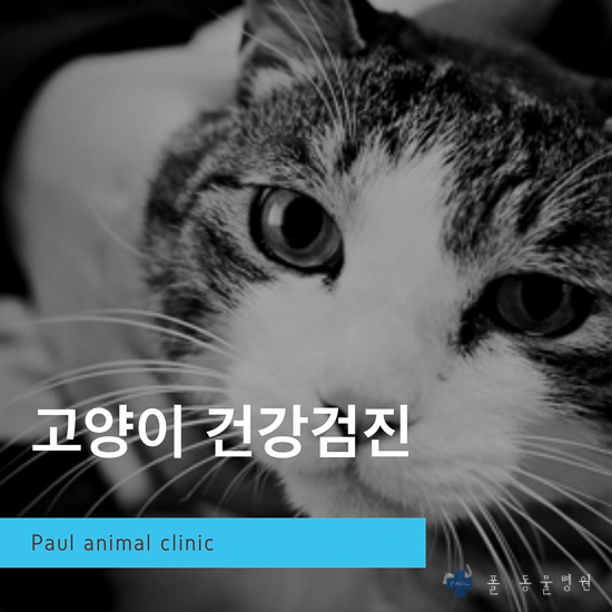  고양이 건강검진 & 성남 분당 24시 폴 동물병원(동물의료센터)