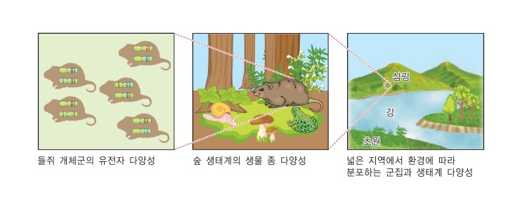  3단원 3강 생물 다양성과 보전
