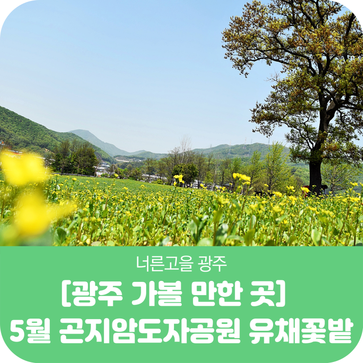  광주 가볼 만한 곳 5월 만발할 곤지암도자공원 유채꽃밭
