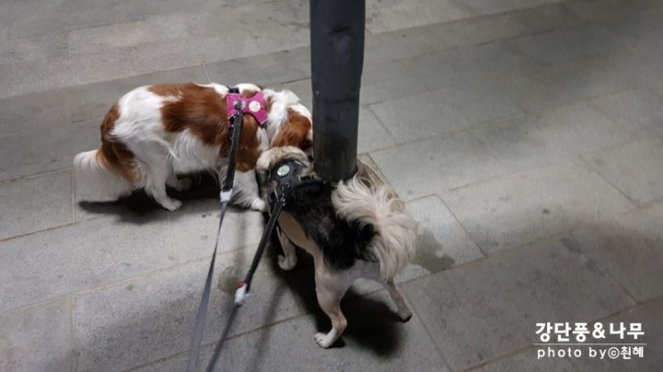  강아지 산책 1일 2산책 늦은 밤도 예외없다