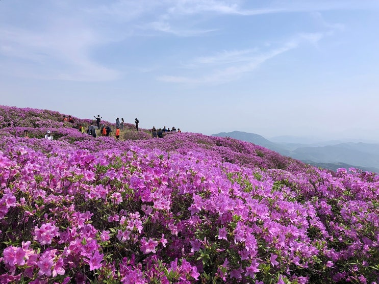  [경남산청/여행] 합천 황매산 철쭉(19.05.05)과 꿀 팁!